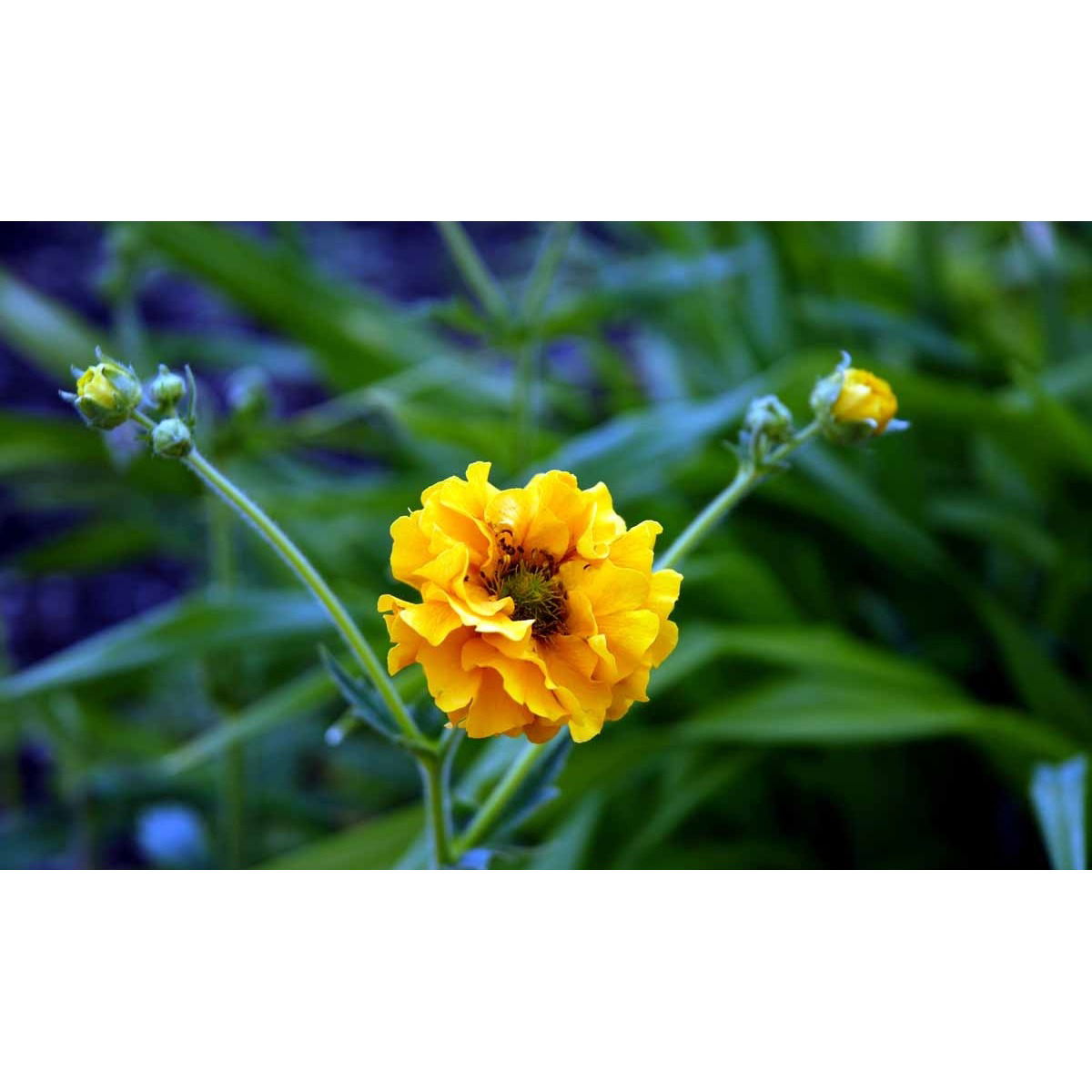 Nellikerod &apos;Lady Stratheden&apos;