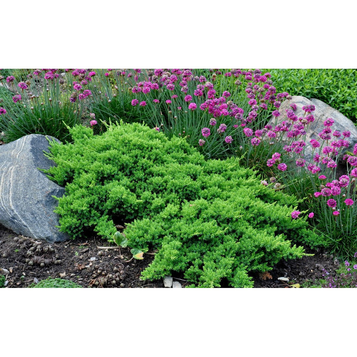 Japansk Enebær &apos;Nana&apos;