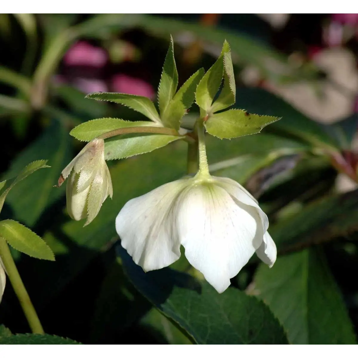 Påskeklokke 'White Lady' - Potte 1 liter