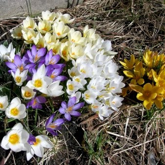 Botaniske Krokus 'Species' mix