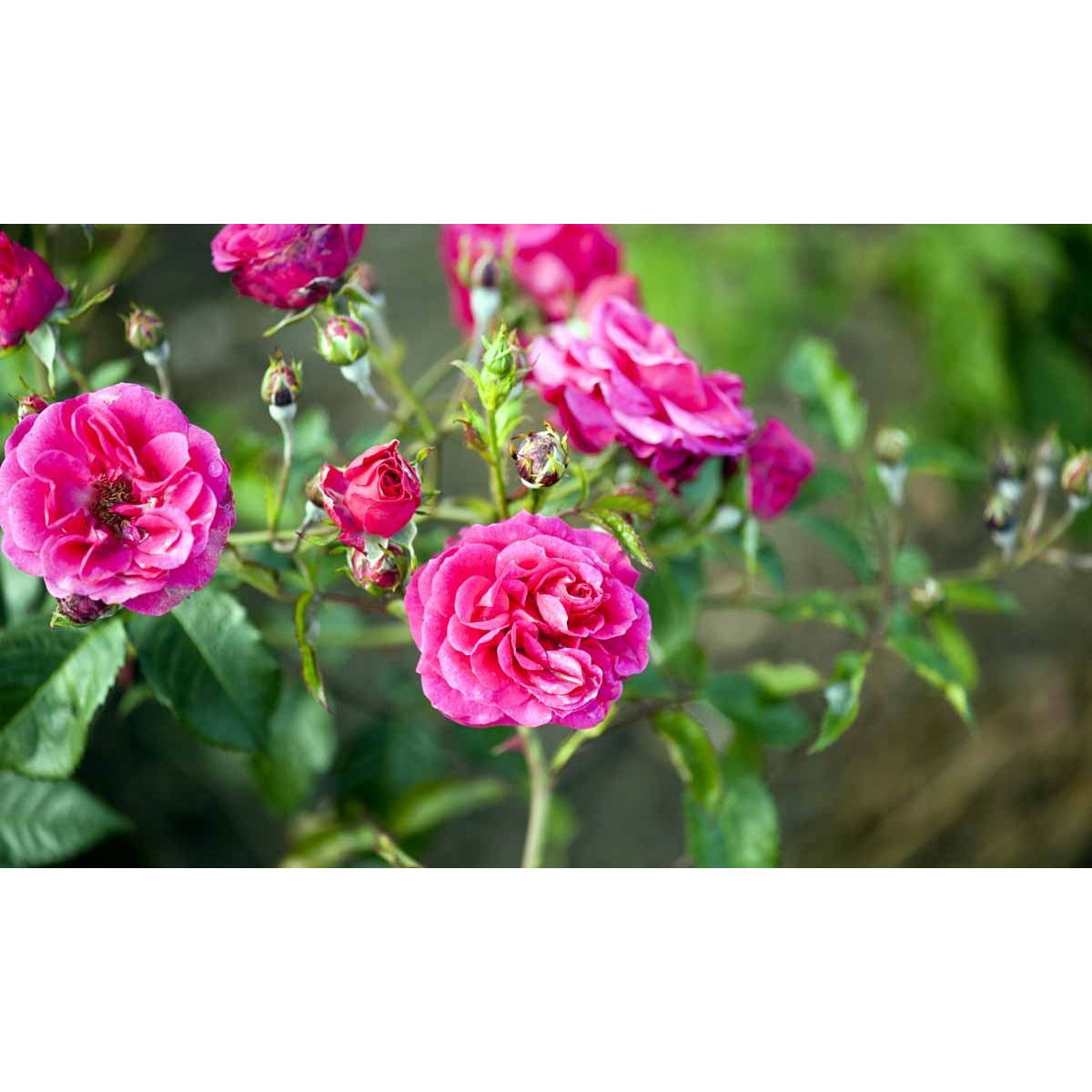 &apos;Elmshorn&apos;®