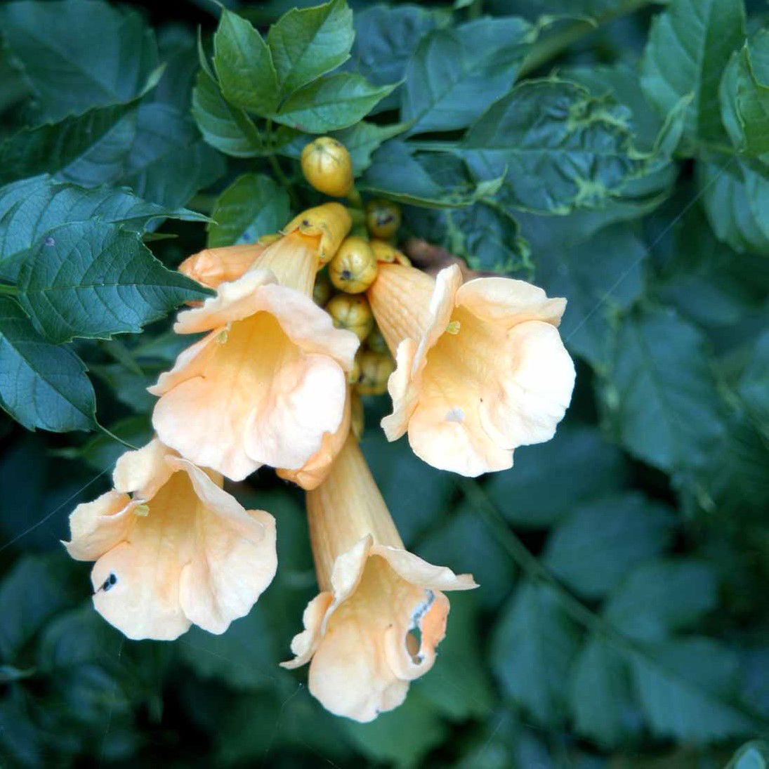 Almindelig Trompetblomst Flava