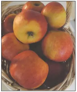 Æble &#39;Pirouette-Rubinstep&#39; - Havefrugttræ - A-kvalitet 4-8 grene. 120-160 cm. Potte, (M7)