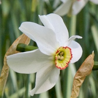 Pinselilje 'Recurvus'