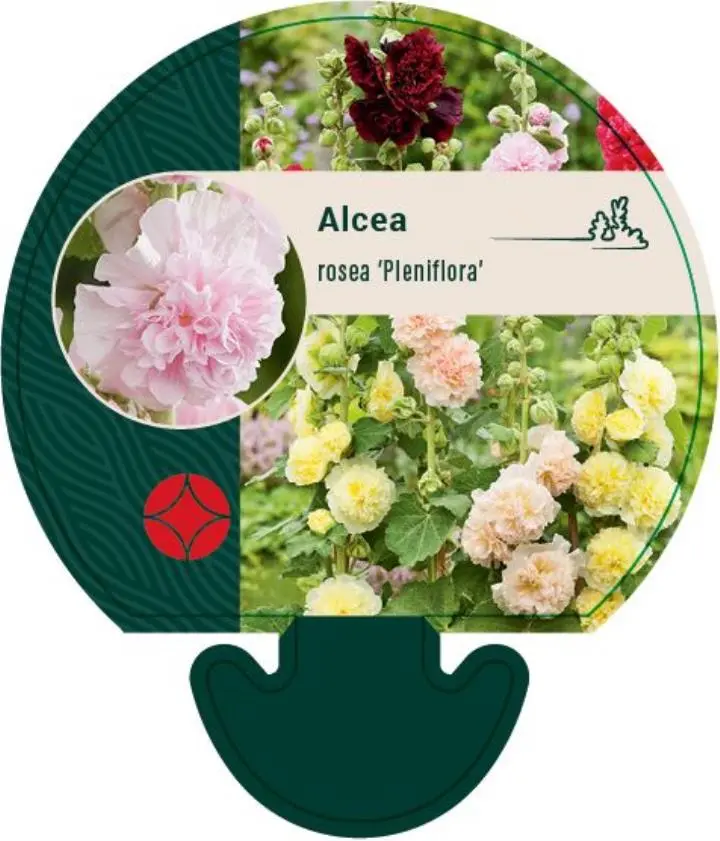 Stokrose 'Pleniflora' - Potte 0,8 Liter