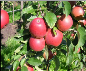 Æble &#39;Bellida&#39; - Potte 10 liter 150-175 cm.