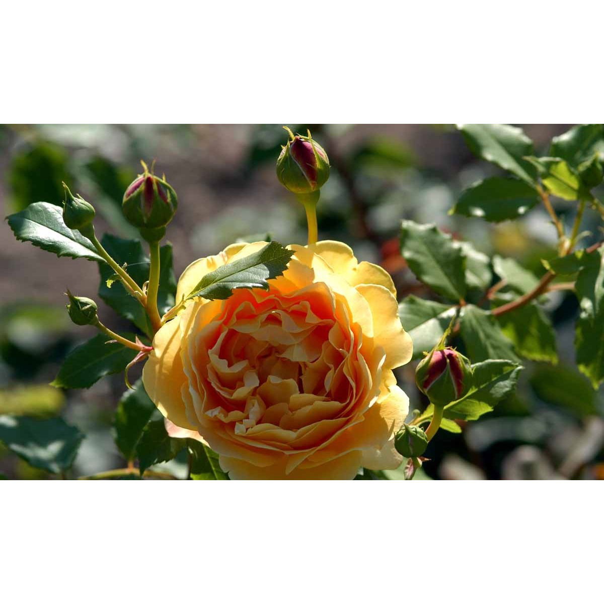 &apos;Golden Celebration&apos;