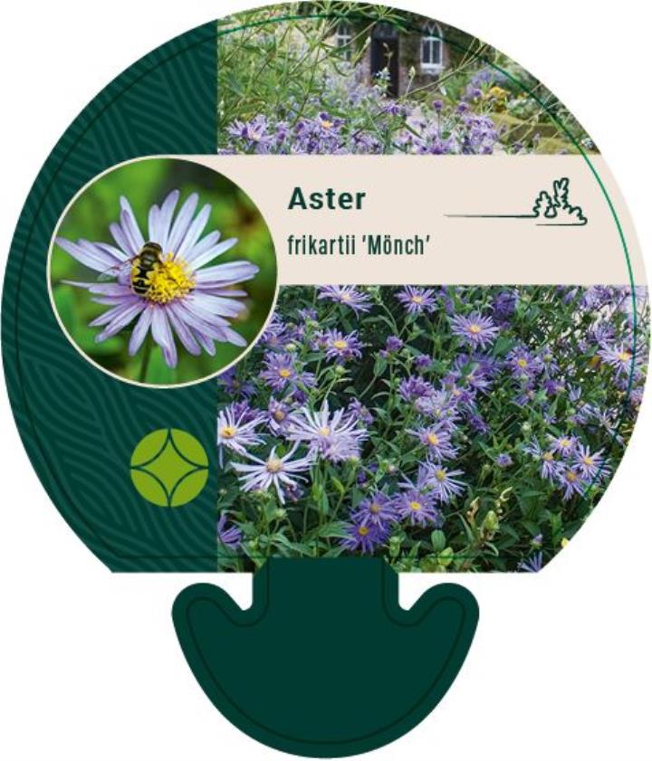 Asters - Potte 0,8 Liter