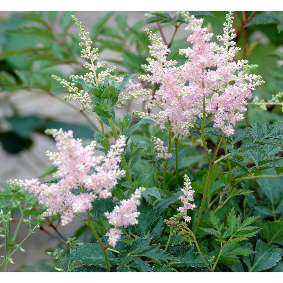 Astilbe 'Europa' - Potte 1 liter