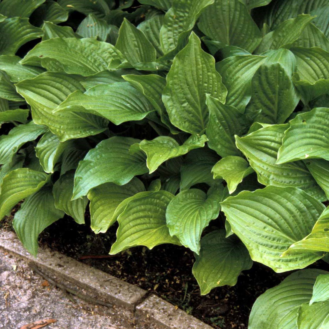 Funkia Royal Standard