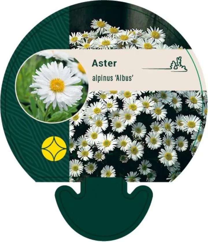 Alpeasters 'Albus' - Potte 0,8 Liter