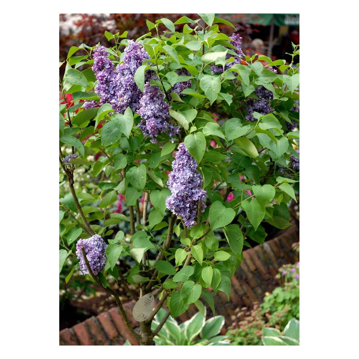 &apos;Michel Büchner&apos;