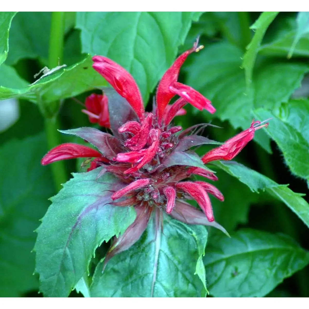 Hestemynte 'Cambridge Scarlet' - Potte 1 liter