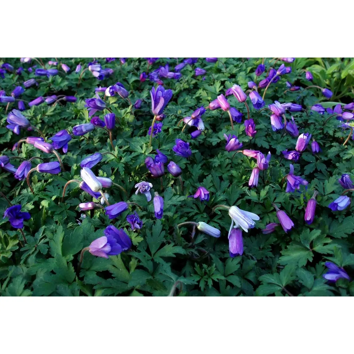 Balkan-Anemone &apos;Blue Shades&apos;