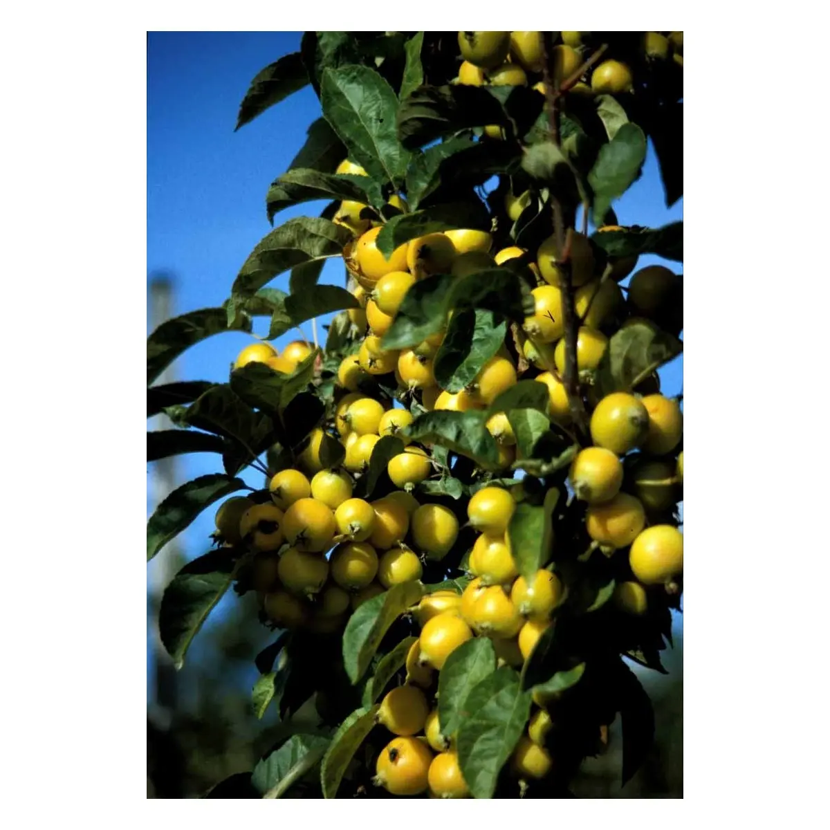 MALUS ZUMI &apos;GOLDEN HORNET&apos;