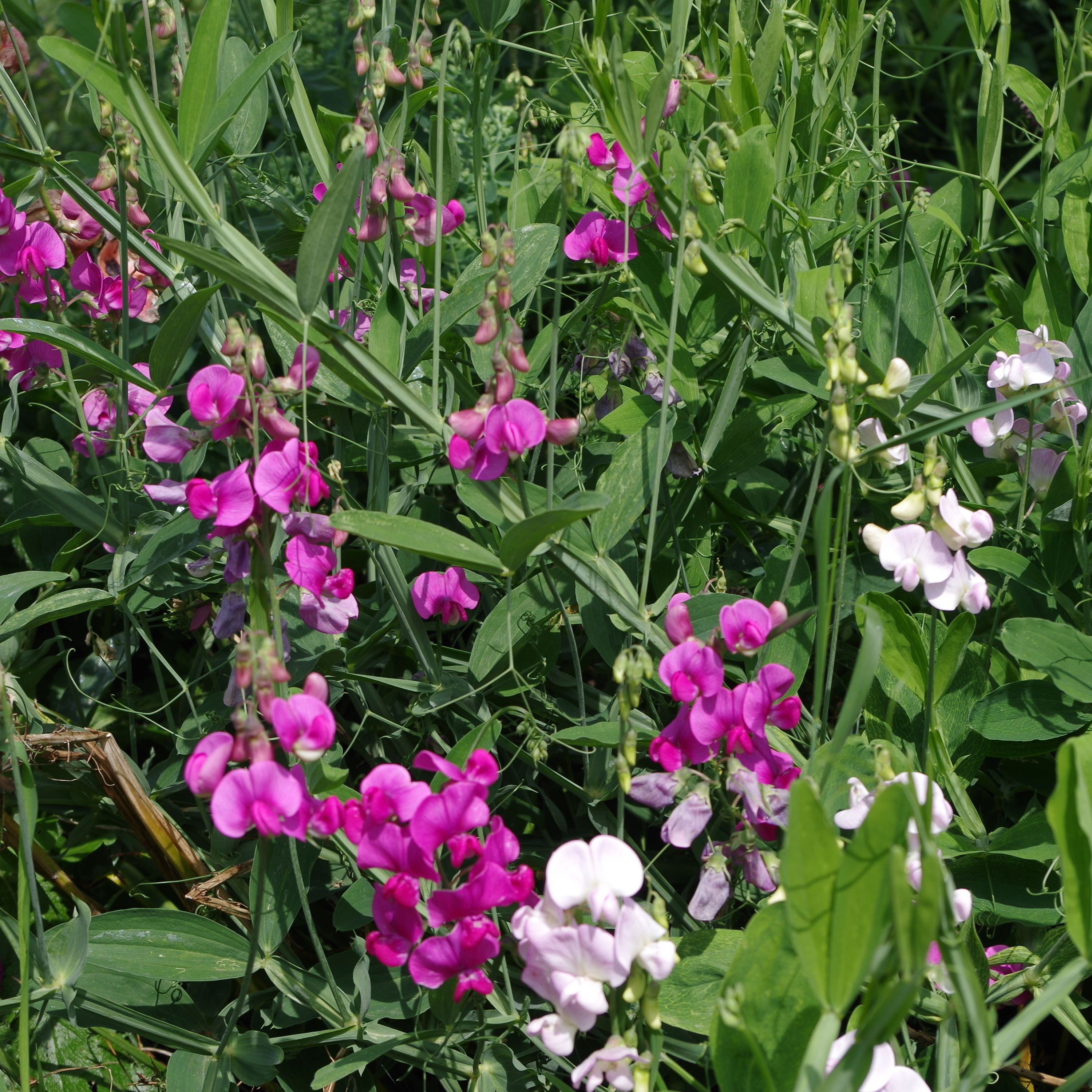 Ærteblomst Old Spice Mix