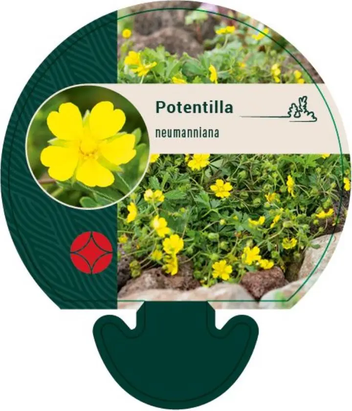 Vårpotentil - Potte 0,8 Liter