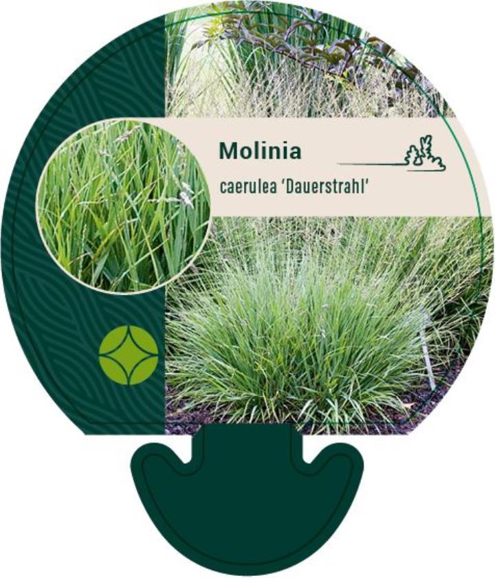 Blåtop 'Dauerstrahl' - Potte 0,8 Liter