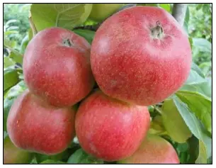 Æble &#39;Collina&#39; - Havefrugttræ - A-kvalitet 4-8 grene. 120-160 cm. Potte, (M7)