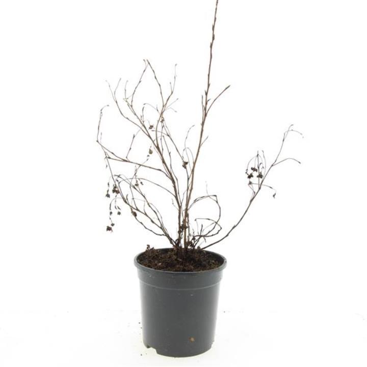 Potentilla 'Goldfinger' - Potte 1,5 liter