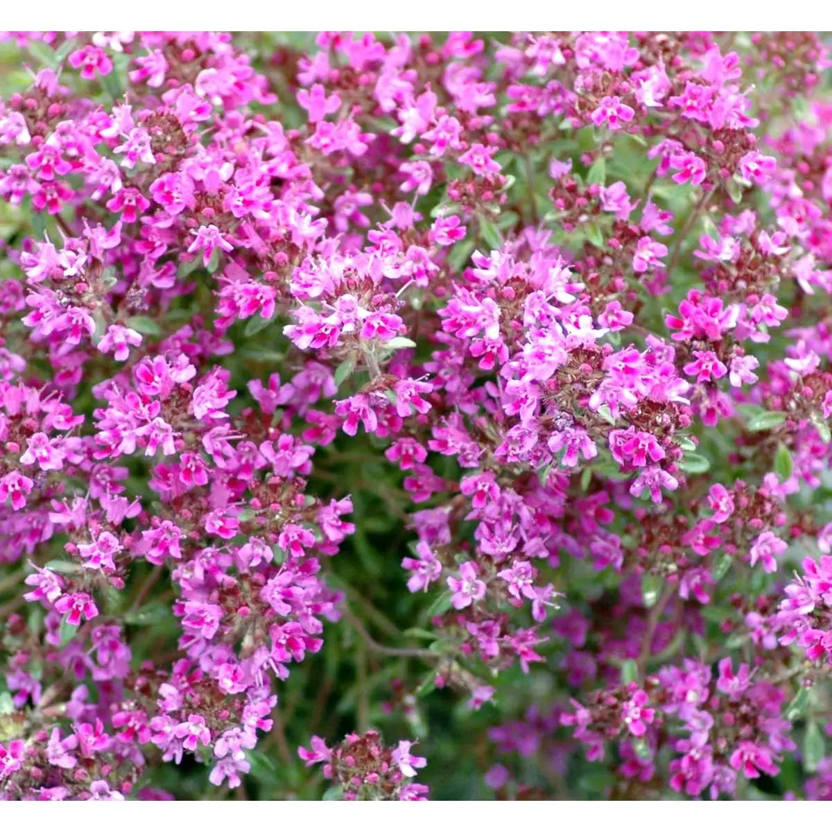 Smalbladet Timian &apos;Coccineus&apos;