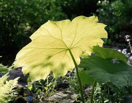 Parasolblad - Potte 2,0 liter