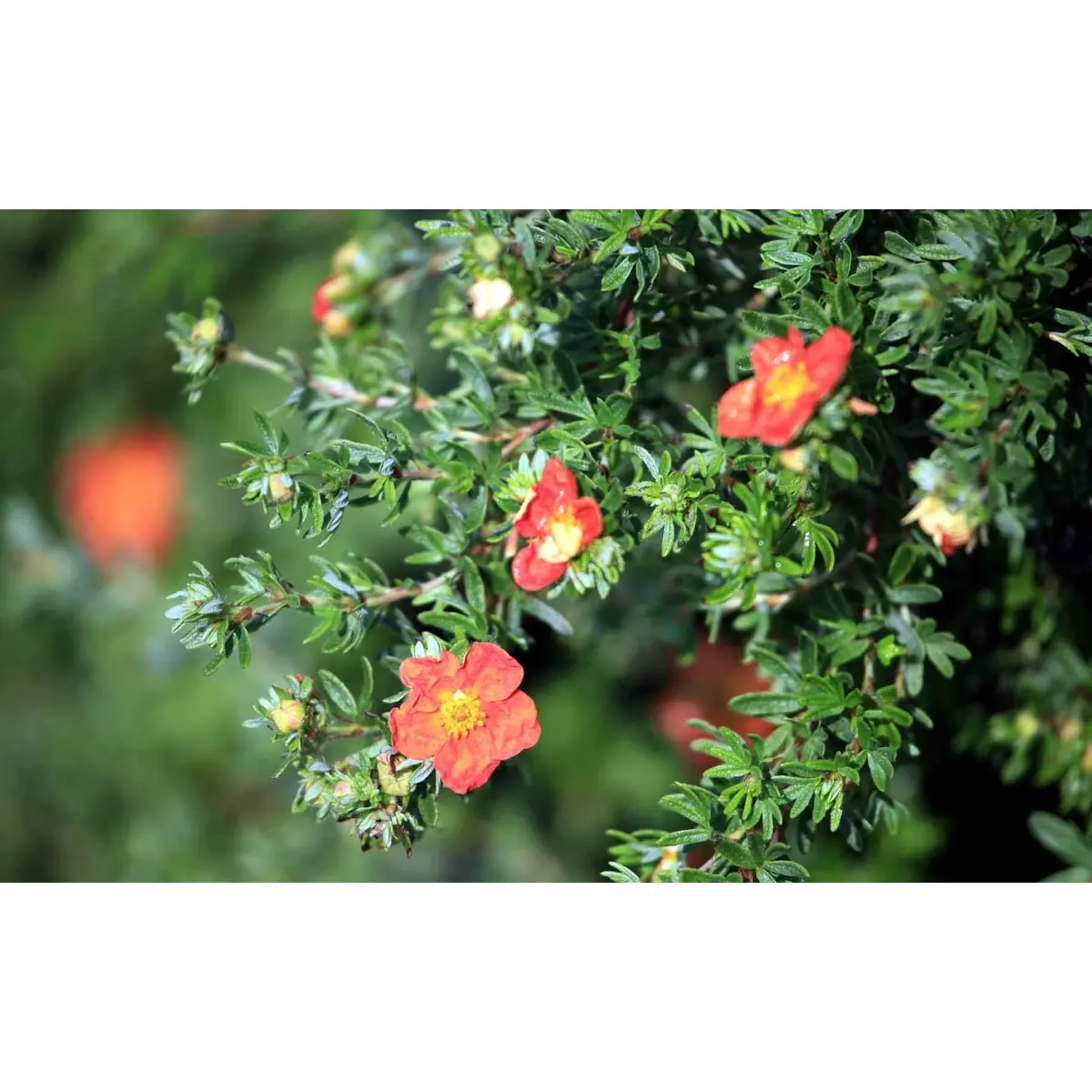 Buskpotentil &apos;Red Ace&apos;