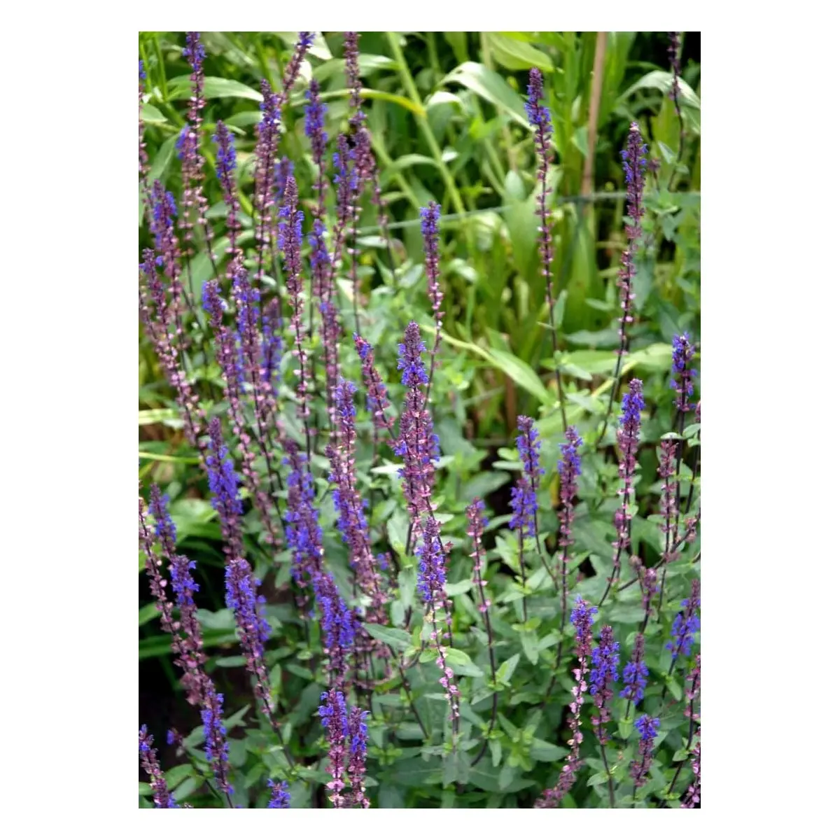 Staude-Salvie &apos;Caradonna&apos;