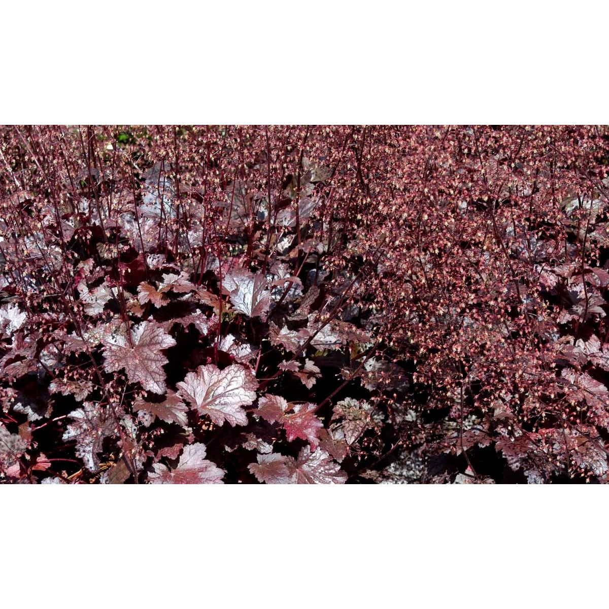 Alunrod &apos;Plum Pudding&apos;®