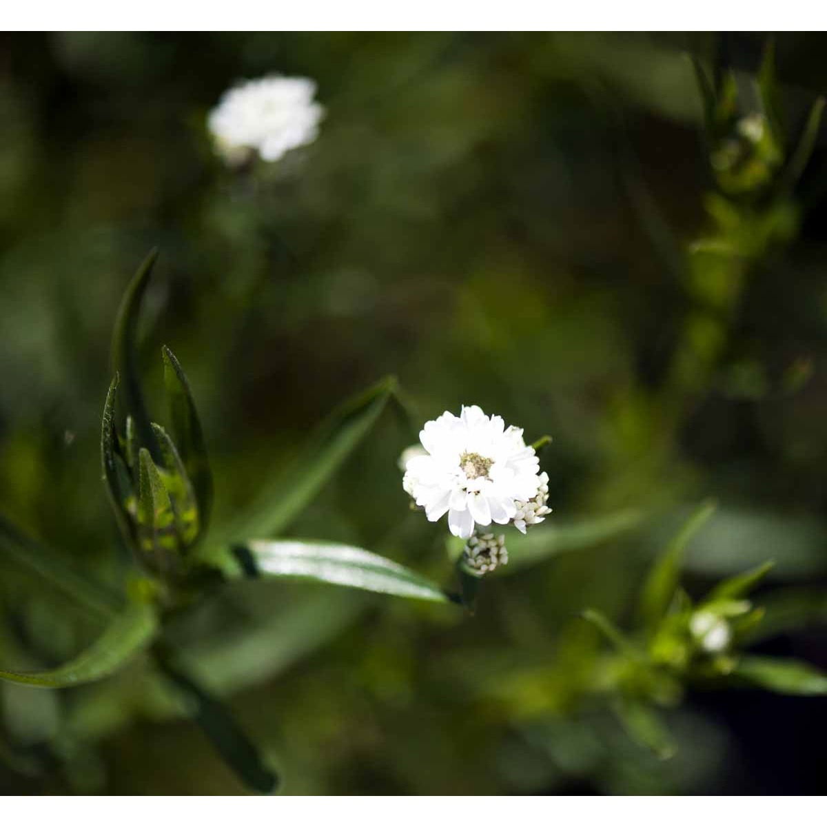 Nyserøllike &apos;Die Perle&apos;