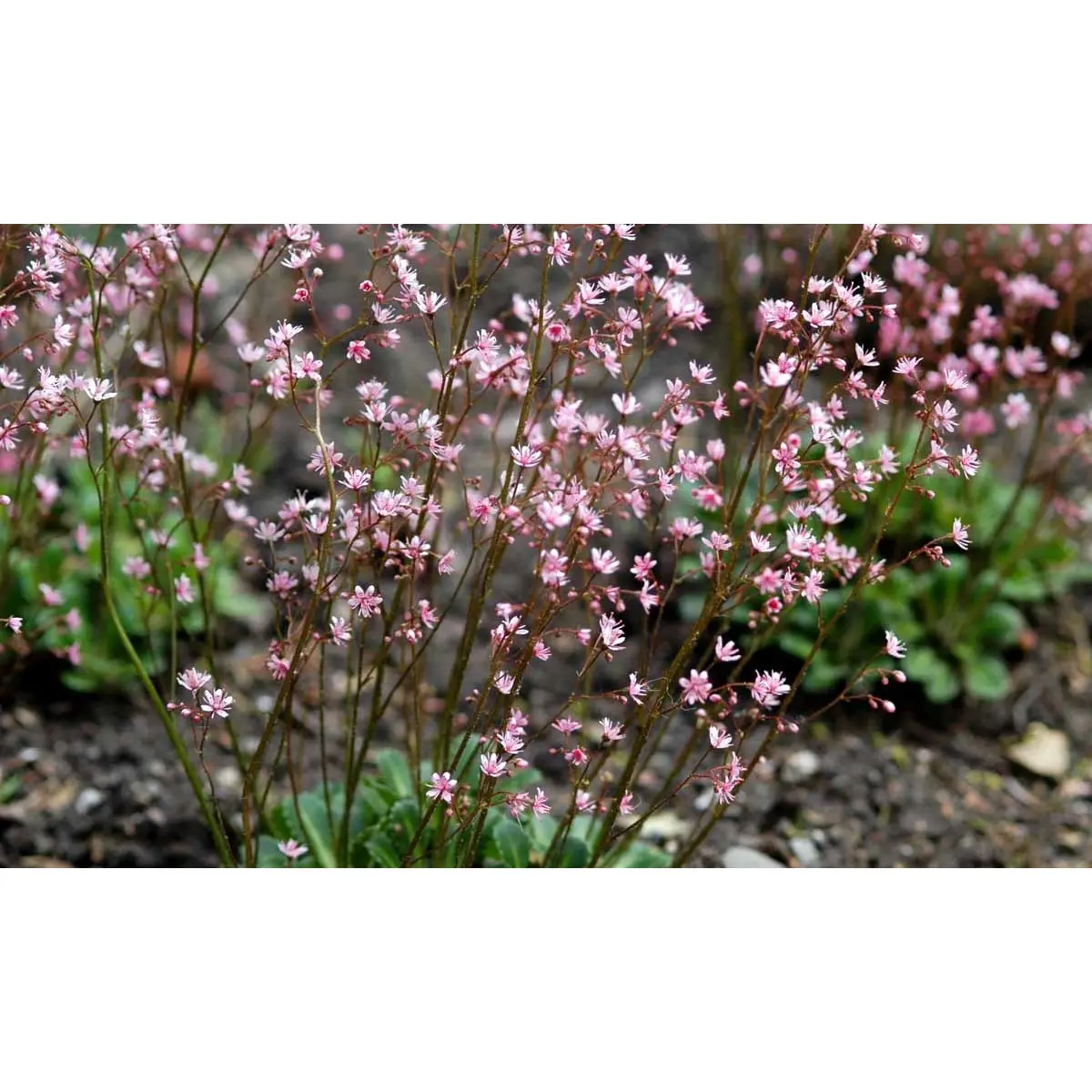Porcelænsblomst 'Elliott's Variety' - Potte 1 liter