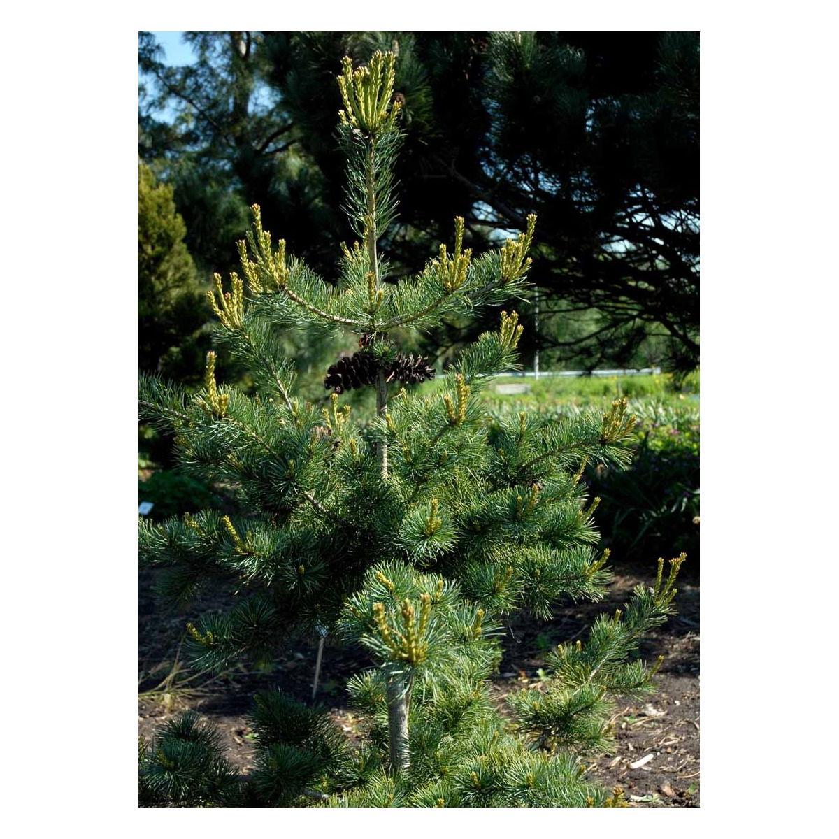 Penselfyr &apos;Negishi&apos;