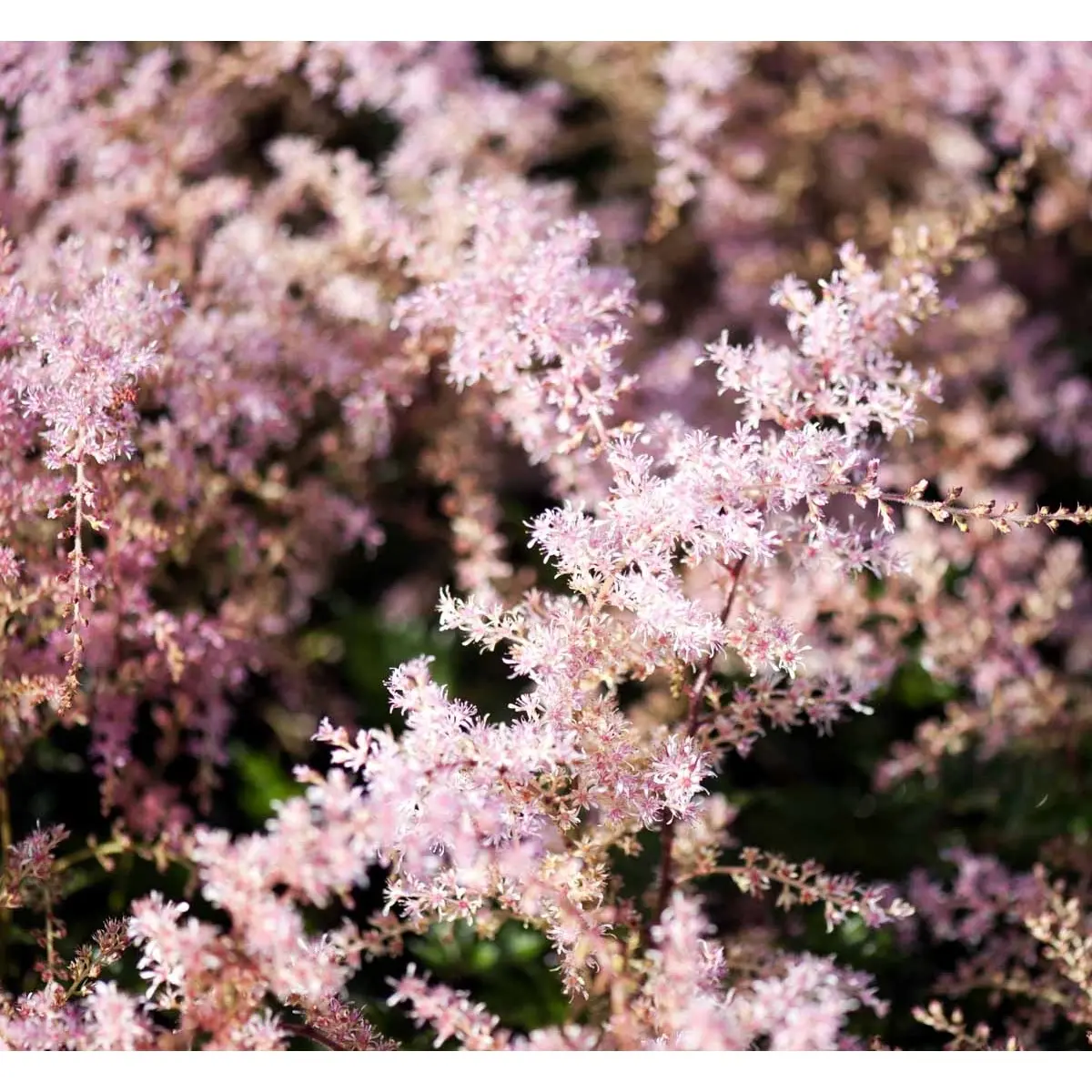 Astilbe 'Sprite' - Potte 1 liter