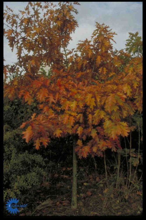 Quercus rubra, Rødeg, Hurtigtvoksende, stort træ, bred krone. Ubetydelige. Spidstandet, rød-orange høstfarver. Sol-halvskygge.