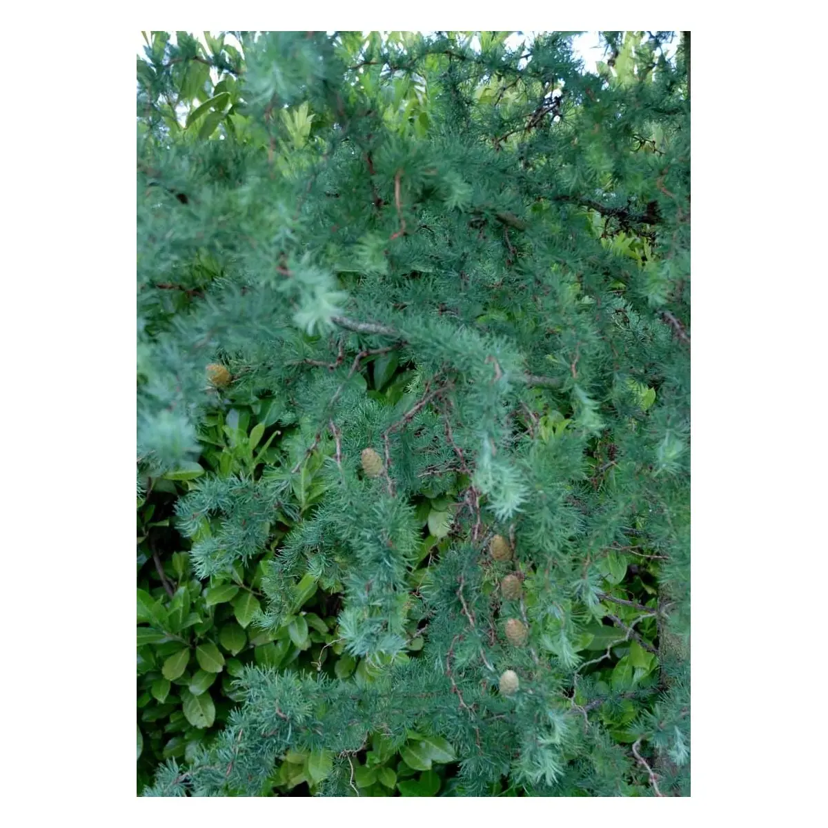 Japansk Lærk &apos;Diana&apos;