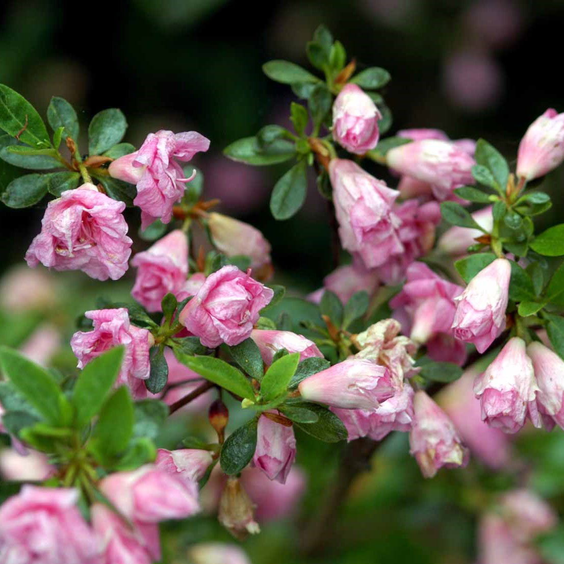 Rhododendron Rosebud