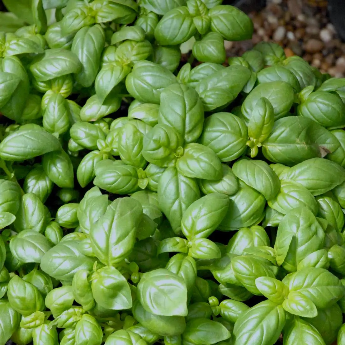 Basilikum Ordinary