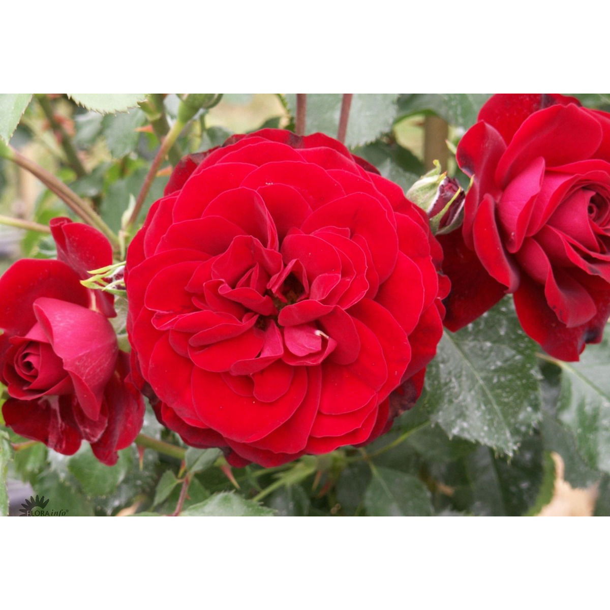 &apos;Balmoral Palace®&apos;