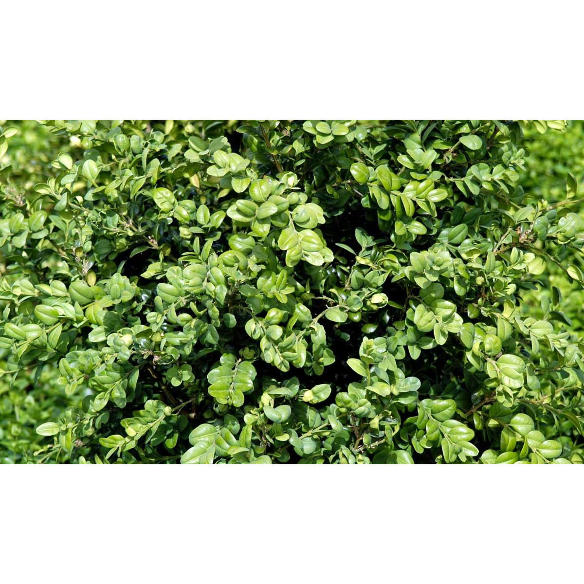 Buksbom &apos;Rotundifolia&apos;