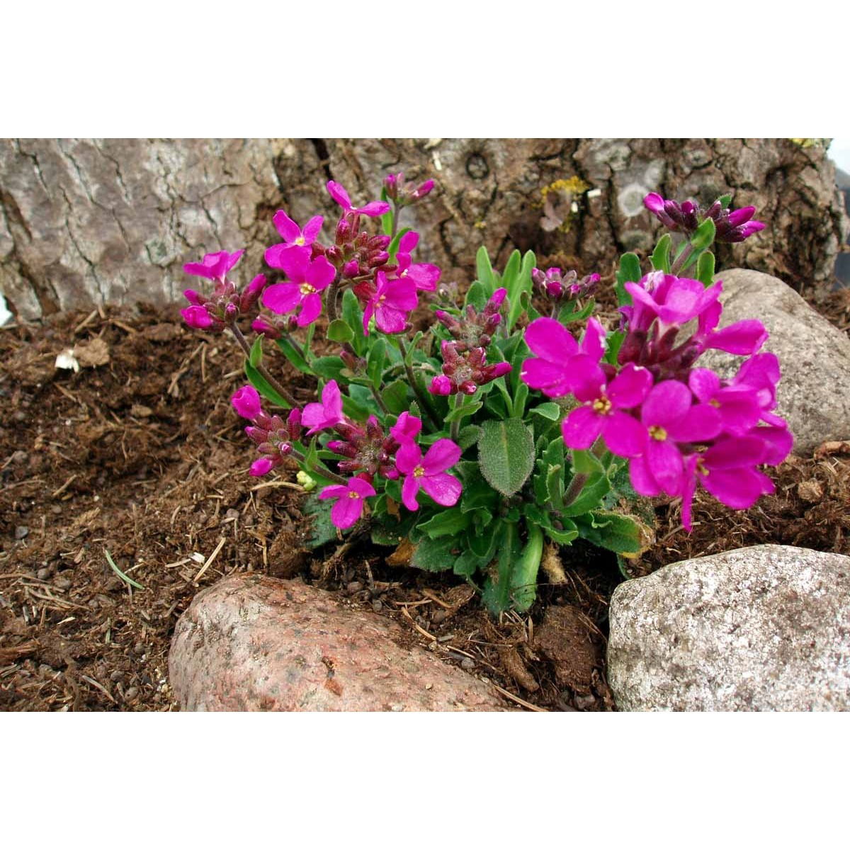 Kalkkarse &apos;Rote Sensation&apos;