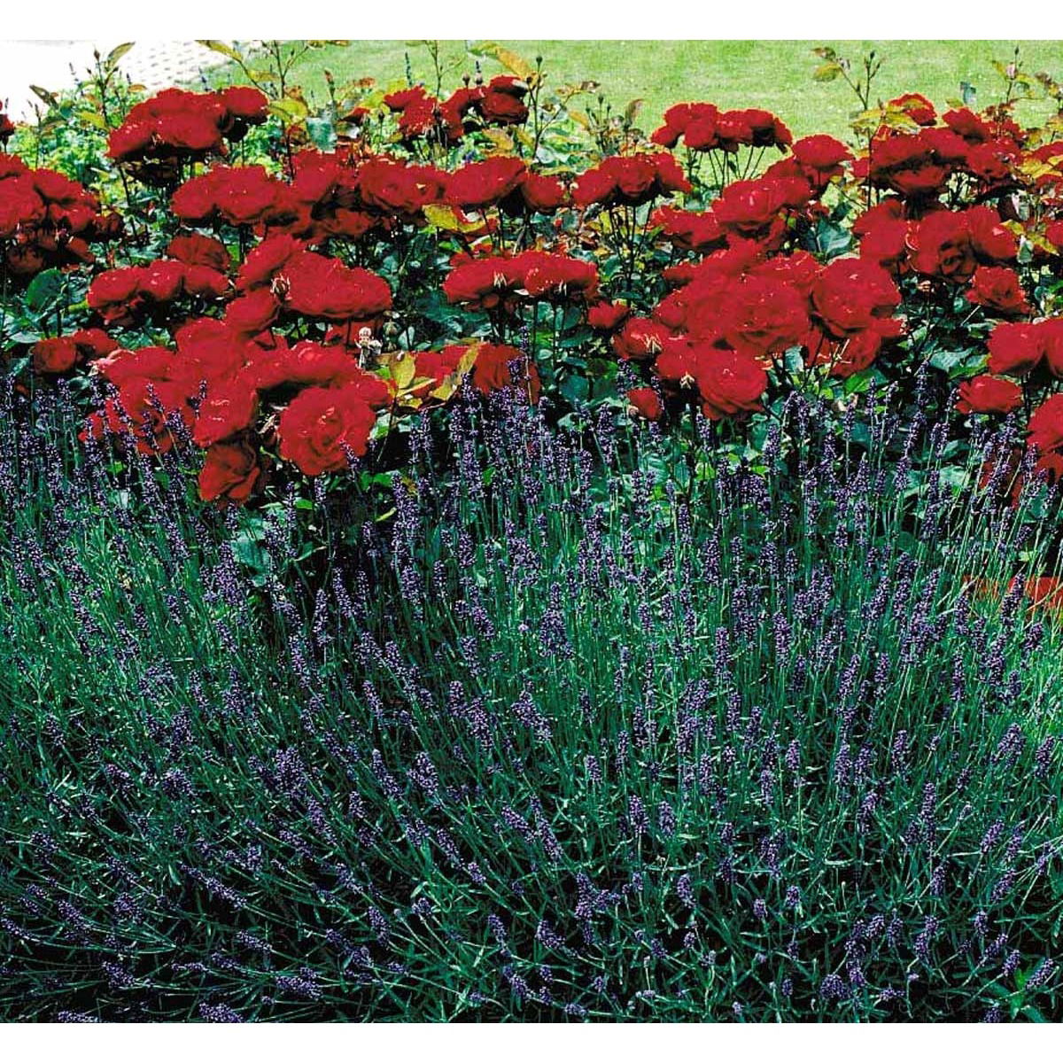 &apos;Lilli Marleen&apos;®