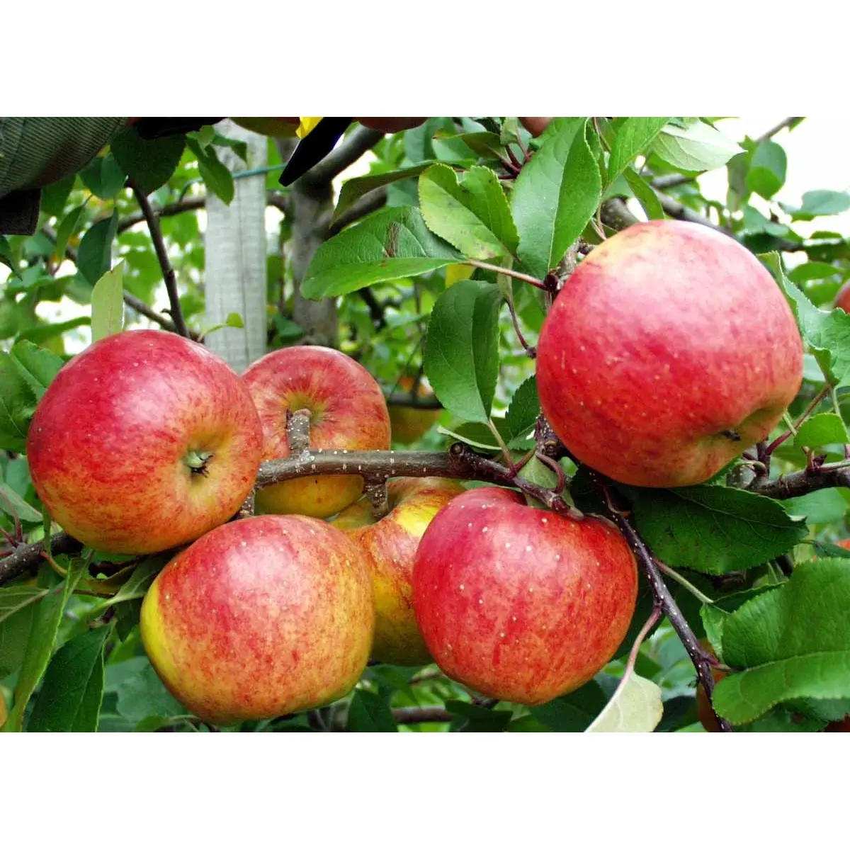 Æble &#39;Topaz&#39; - Træ med sidegrene, Stammeomkreds 8-10 cm. Med Klump