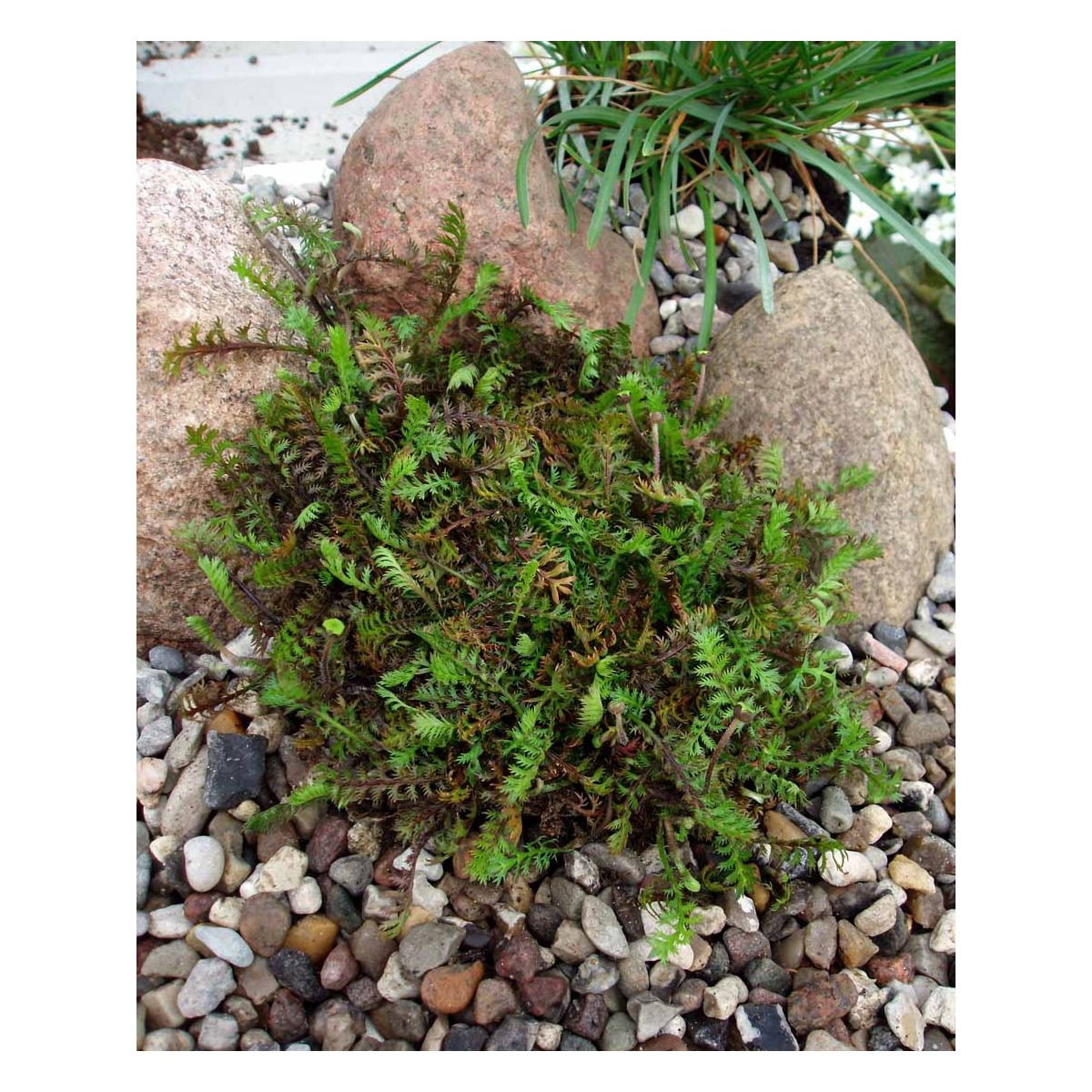 Rød/Grøn trædebregne