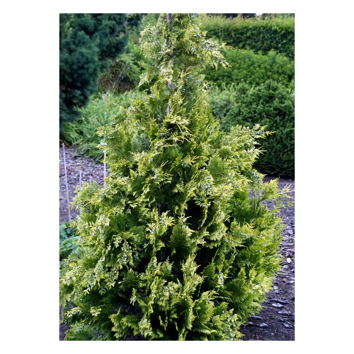 Cypres &apos;Ivonne&apos;