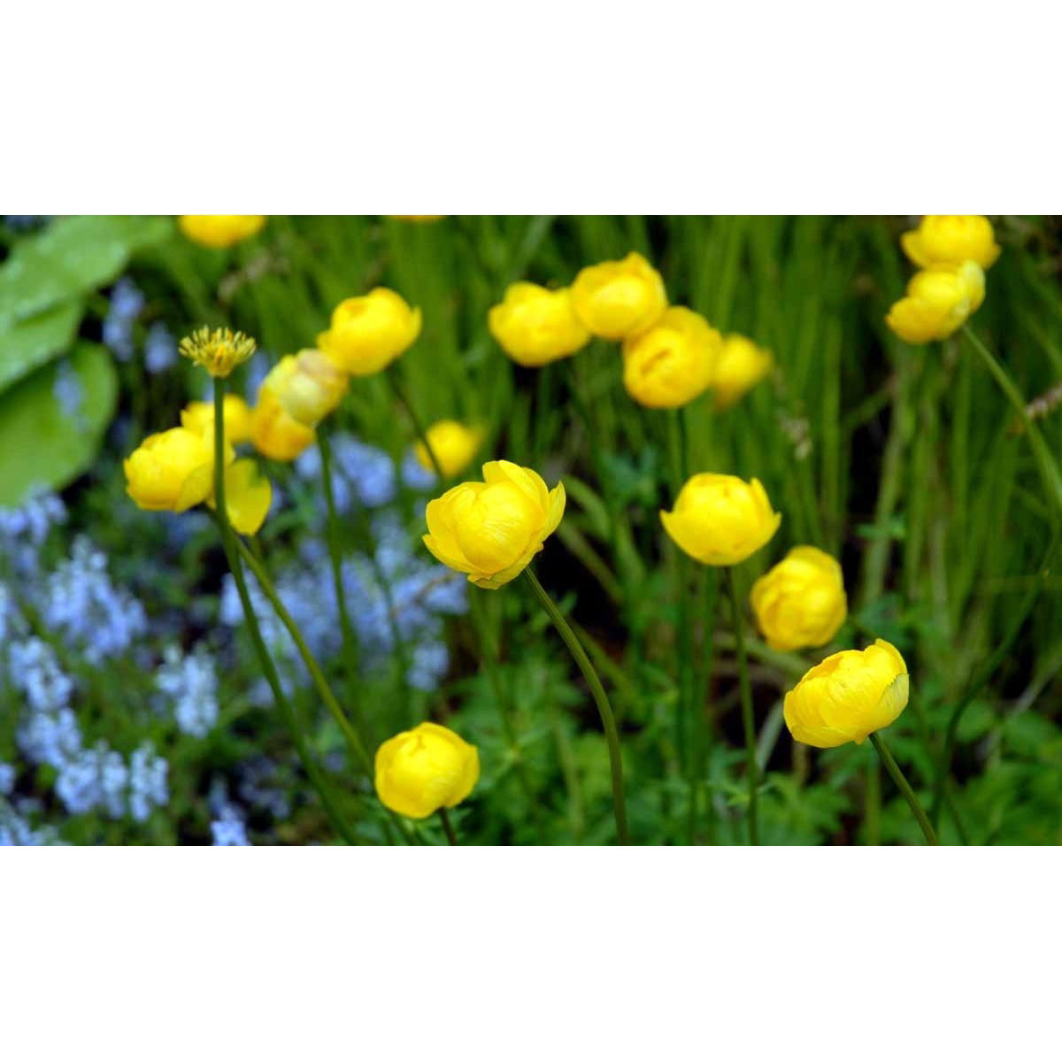 Engblomme 'Lemon Queen' - Potte 1 liter