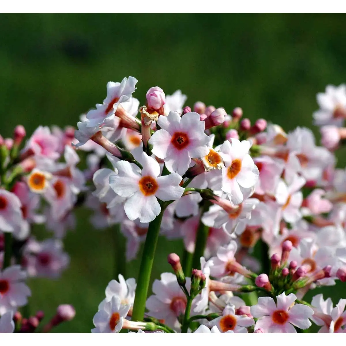 Japansk Primula - Potte 1 liter