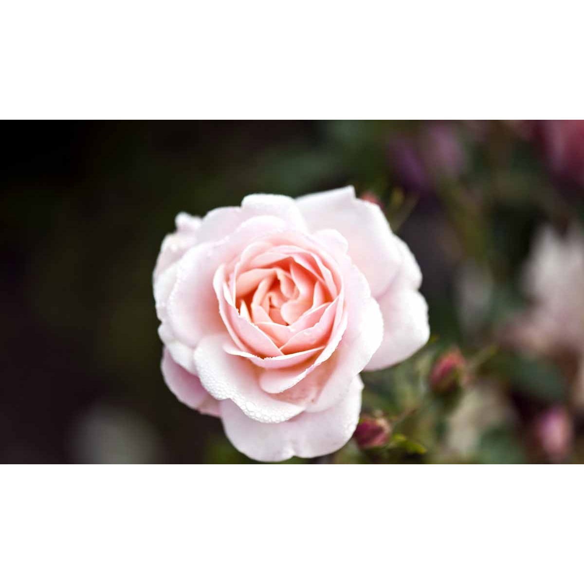 &apos;Rosenborg&apos;™