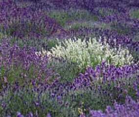 Lavendel &apos;Alba&apos;