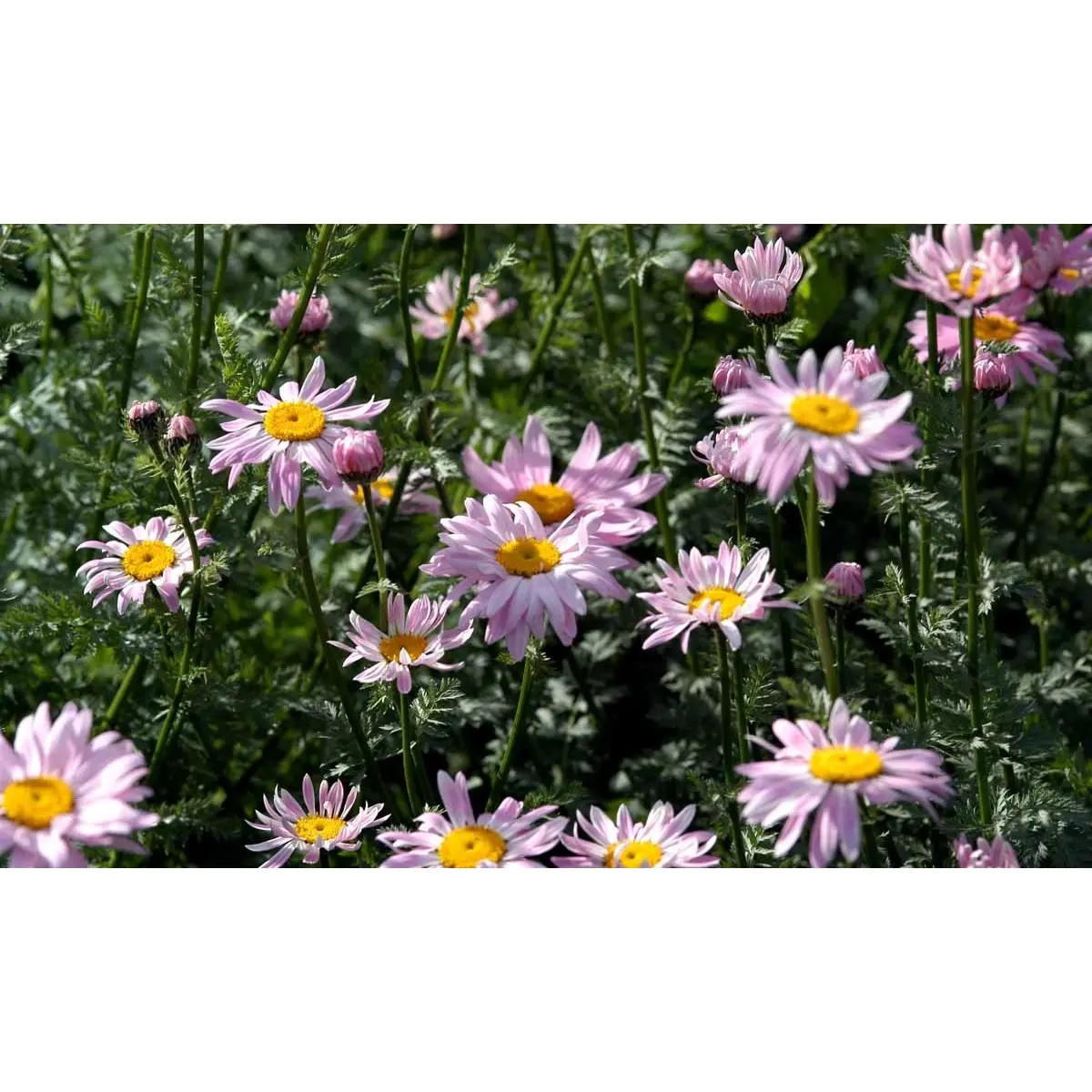 Rosenkrave 'Robinsons's Rosa' - Potte 1 liter