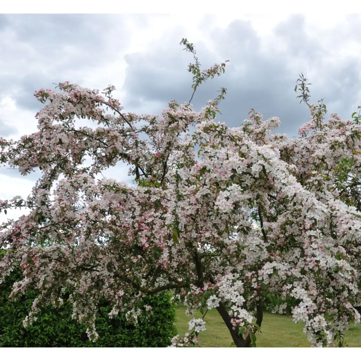 Paradisæble &apos;Seto&apos;